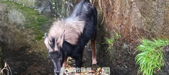 揭秘，2025新版四不像圖—獨(dú)特魅力的融合創(chuàng)新，揭秘，獨(dú)特魅力的融合創(chuàng)新——2025新版四不像圖揭秘