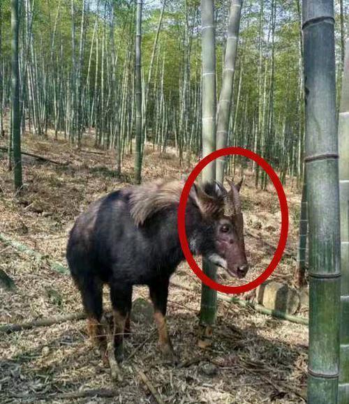 四不像正版與正版四不像，探究網絡時代的版權迷思，網絡時代下的版權迷思，四不像正版與正版四不像的探究